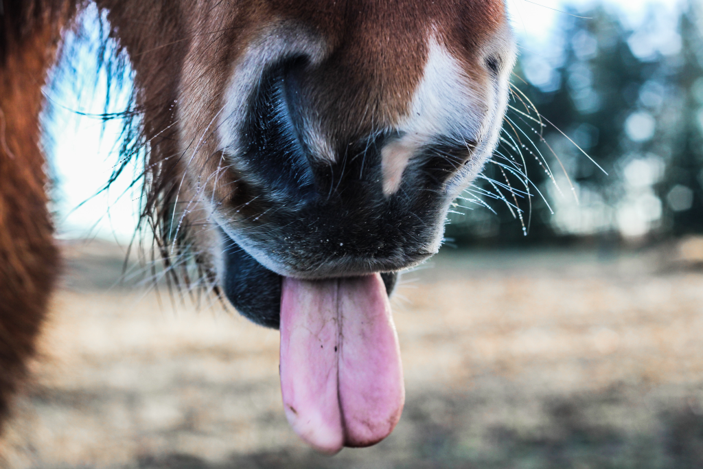 koń z językiem